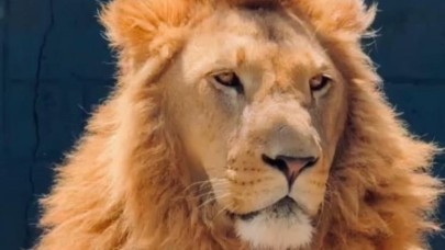 Zeus’un Sessizliği Bozuldu!