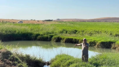 Harran Ovası aşırı sulama yüzünden çöküyor!