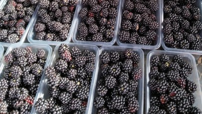 Antioksidan zengini böğürtlen vitamin ve mineral kaynağı