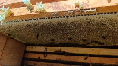 Bal gibi sezon arıcıların yüzünü güldürdü