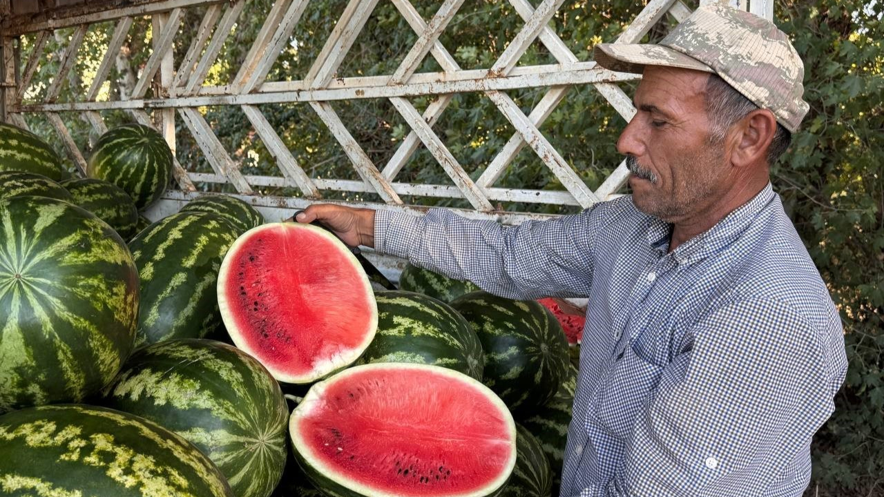 Suruç karpuzunda buruk hasat