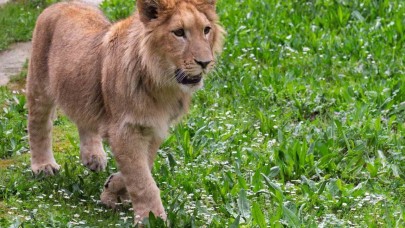 Doğadan kurtarıldı, ölüme gönderildi