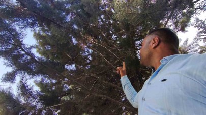 Ağaç Gölgesinde Korkutan Görüntü