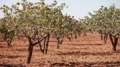 Şanlıurfa’da Tarım Felaketin Eşiğinde: Fıstık Olmayacak mı?
