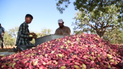 Fıstıkta Yevmiye Belirlendi: Üretici Ne Diyor, İşçi Ne Bekliyor?