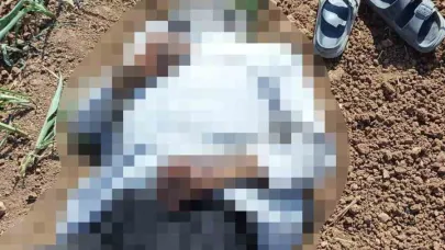 Mısır tarlasında erkek cesedi bulundu
