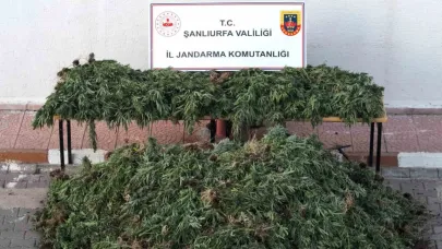 Şanlıurfa'da drone ile binlerce kenevir ele geçirildi