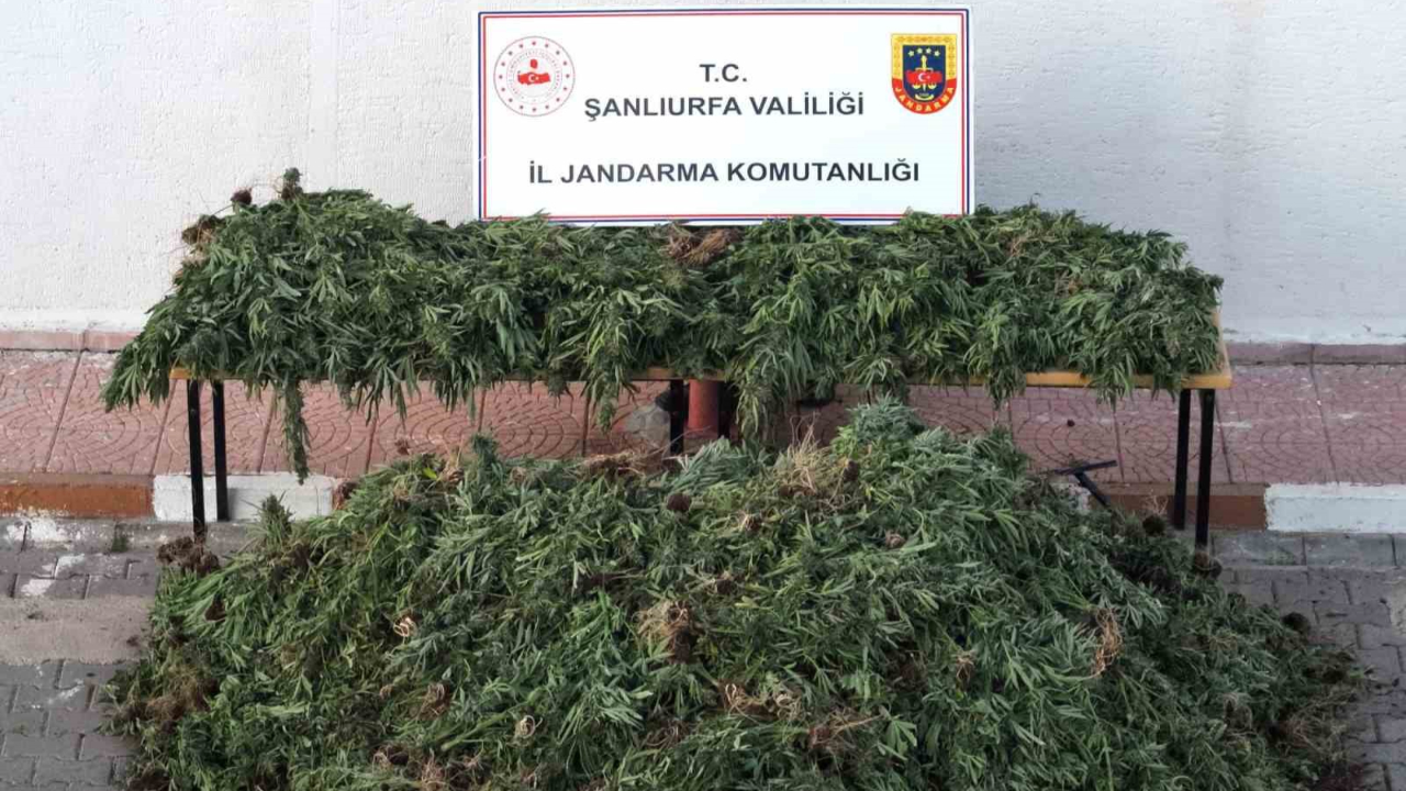 Şanlıurfa'da drone ile binlerce kenevir ele geçirildi