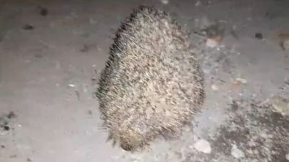 Kirpinin Yardıma Çocuklar Yetişti