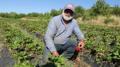 Çilek hasadı yüzleri güldürüyor