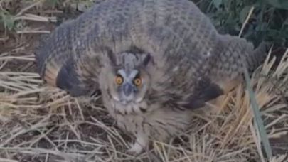 Şanlıurfa’da Gören Şaştı Kaldı!