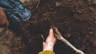 Aşırı sıcağa ve kuraklığa karşı 'Kök sal!'