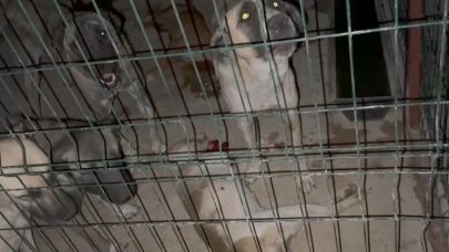 Suruç Hayvan Barınağında Şok Görüntüler!