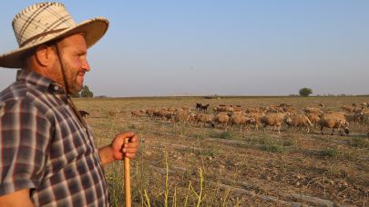 50 derece sıcakta hayvan otlatıyorlar