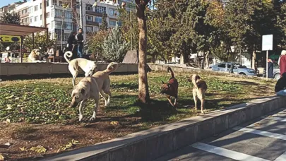 Şanlıurfa'da sokak hayvanları için ortak akıl devrede