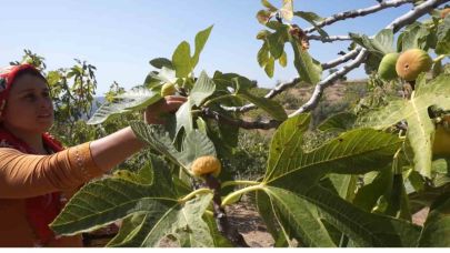 İncir hasatında işçi maaşı 90 bin TL oldu