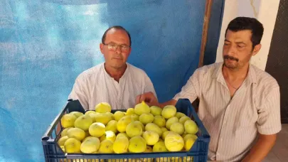Mut beyaz inciri altın yılını yaşıyor