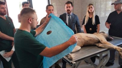 Sahipsiz Hayvanlar İçin Çalışmalar Devam Ediyor