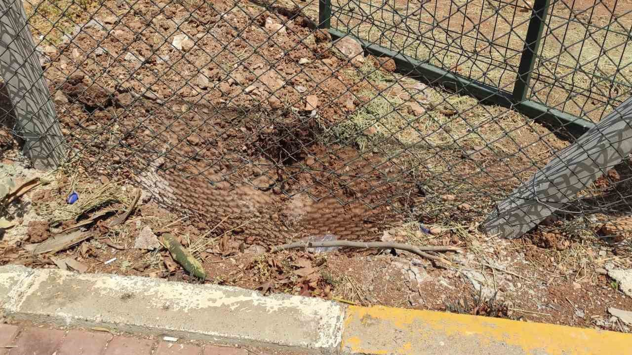 Harran Üniversitesinde başıboş köpekler koruma altındaki ceylanları parçaladı
