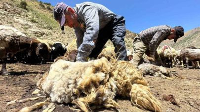 1 yılda büyüyen yünler, 3 dakika kırkılıyor