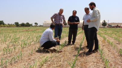 TOPRAK İŞLEMESİZ TARIM UYGULAMALARI ÇİFTÇİYE MODEL OLUYOR