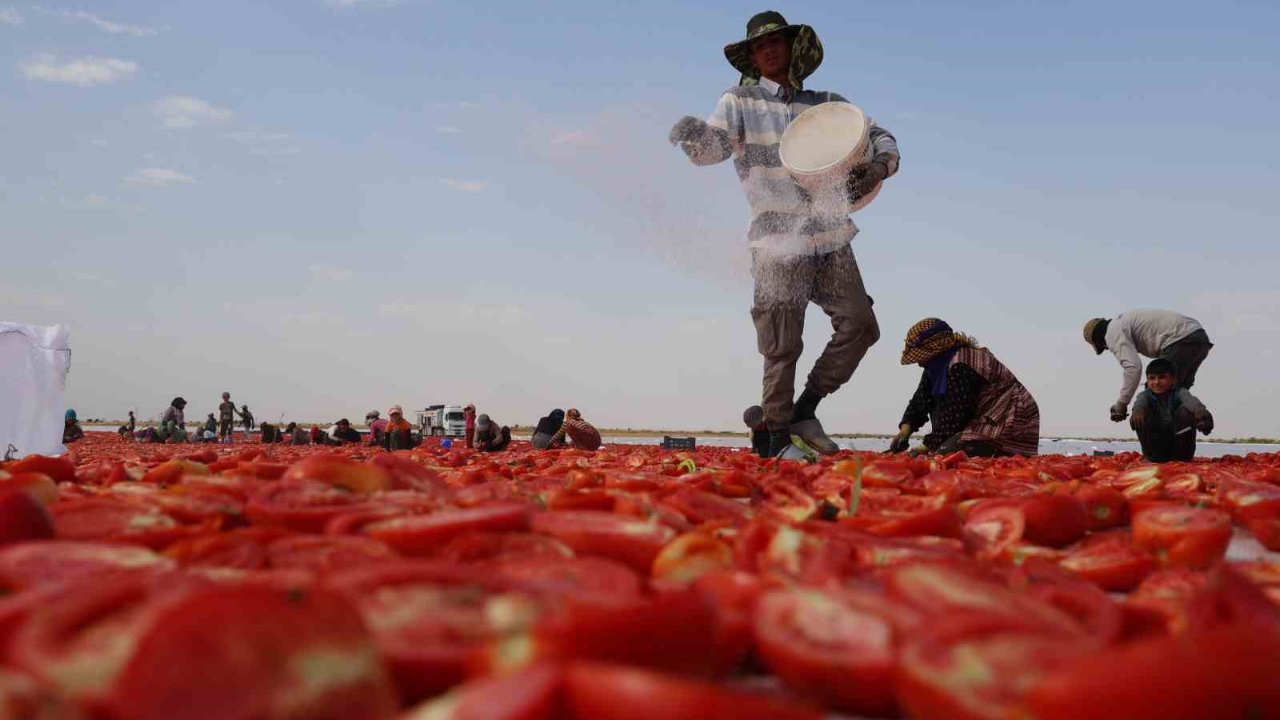 Diyarbakır domatesi Avrupa yolunda