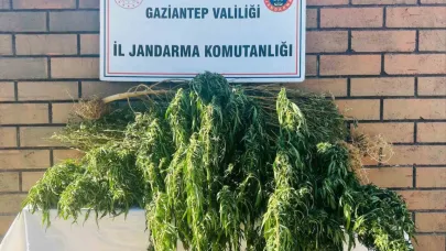 145 kök kenevir ele geçirildi