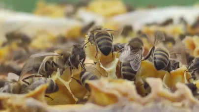 Yaz aylarında artan arı temaslarına karşı uzmanlardan uyarı