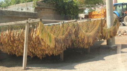 Tütün hasadı başladı