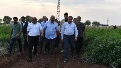 VALİ ŞILDAK, DOMATES HASADINA KATILDI
