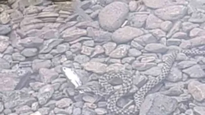 Yılanın balık avı kamerada