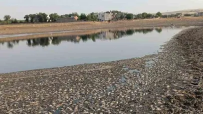 Gölet suyu çekildi, binlerce balık telef oldu