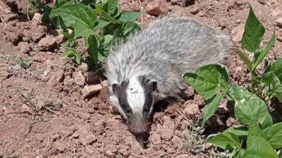 Nesli tükenmekte olan porsuk görüntülendi