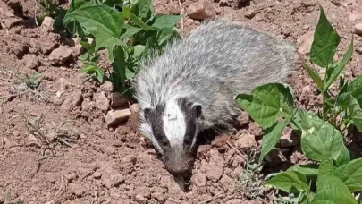 Nesli tükenmekte olan porsuk görüntülendi