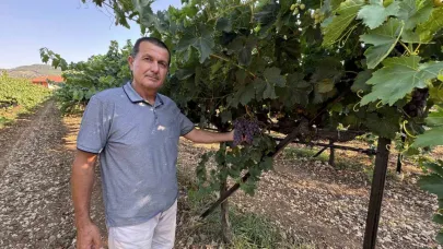 Üzümde bu yıl yüzde 25 rekolte bekleniyor