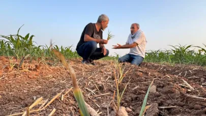 Şanlıurfalı çiftçinin tohum şoku: Biri bunu açıklasın