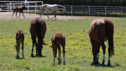 Yaşları küçük, değerleri milyon
