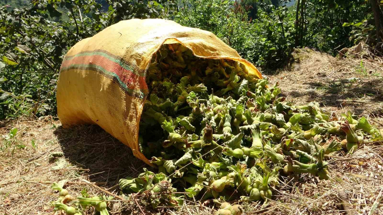 Fındık hasadı başladı