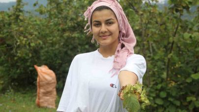 Yeşil altın fındıkta hasat başladı