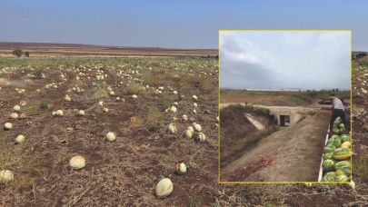 Şanlıurfalı karpuz üreticileri büyük şok yaşıyor