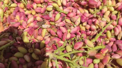 Şanlıurfa’da hırsızlar 400 kg fıstık çaldı