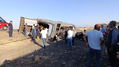 Siverek'te büyükbaş yüklü kamyon devrildi