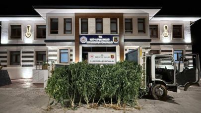 825 kök kenevir ele geçirildi: 2 tutuklu