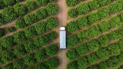 Limonda fiyatı düşürecek hasat başladı