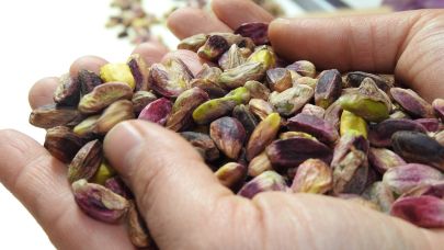 Şanlıurfalı fıstık üreticileri dikkat !