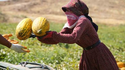 40 derece sıcaklıkta kavun hasadı başladı: Yüksek verim, üreticinin yüzünü güldürdü