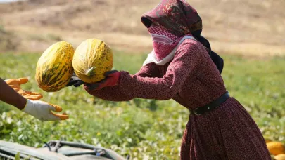 40 derece sıcaklıkta kavun hasadı başladı: Yüksek verim, üreticinin yüzünü güldürdü