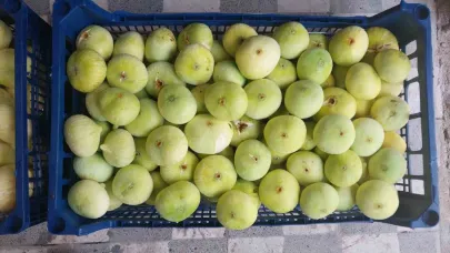 Altından bal damlayan incir üreticisinin yüzü güldü