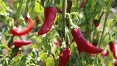 Kadınların biber mesaisi başladı