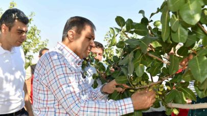 Şanlıurfa’da boz fıstık hasadı başladı
